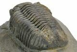 Prone Phacopid (Drotops) Trilobite - Mrakib, Morocco #363268-5